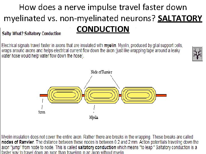 How does a nerve impulse travel faster down myelinated vs. non-myelinated neurons? SALTATORY CONDUCTION