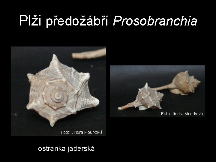 Plži předožábří Prosobranchia Foto: Jindra Mourková ostranka jaderská Plži předožábří Prosobranchia Foto: Jindra Mourková ostranka jaderská