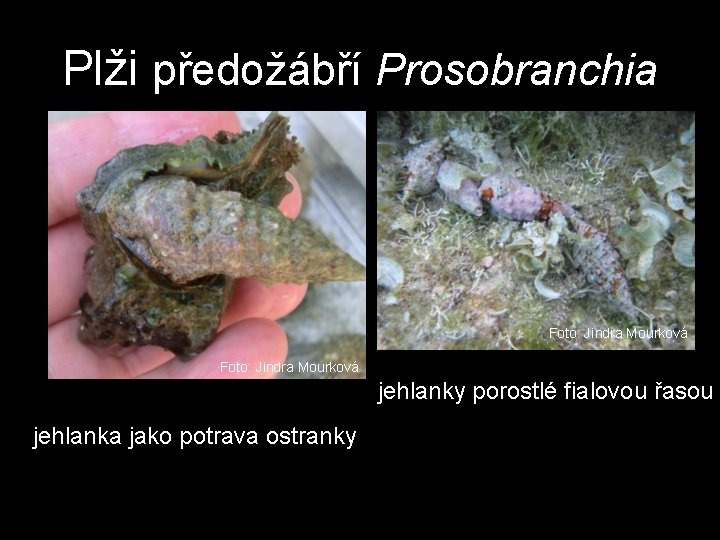 Plži předožábří Prosobranchia Foto: Jindra Mourková jehlanky porostlé fialovou řasou jehlanka jako potrava ostranky Plži předožábří Prosobranchia Foto: Jindra Mourková jehlanky porostlé fialovou řasou jehlanka jako potrava ostranky