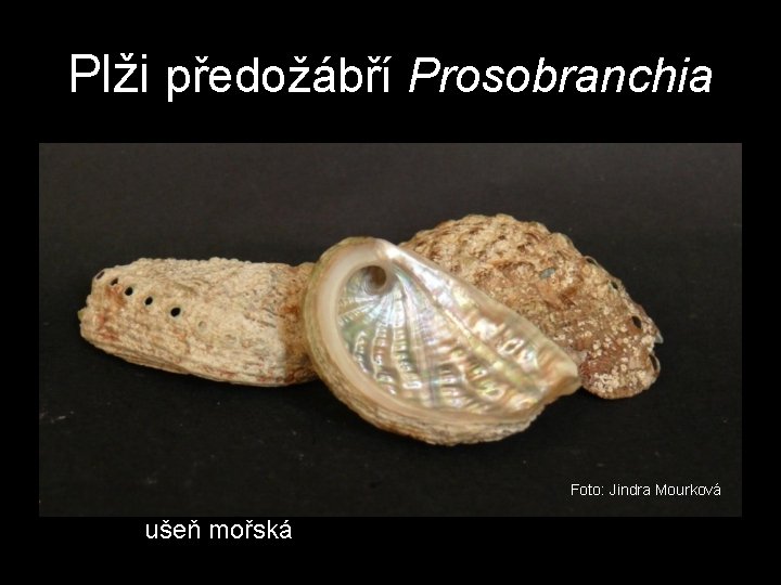 Plži předožábří Prosobranchia Foto: Jindra Mourková ušeň mořská Plži předožábří Prosobranchia Foto: Jindra Mourková ušeň mořská