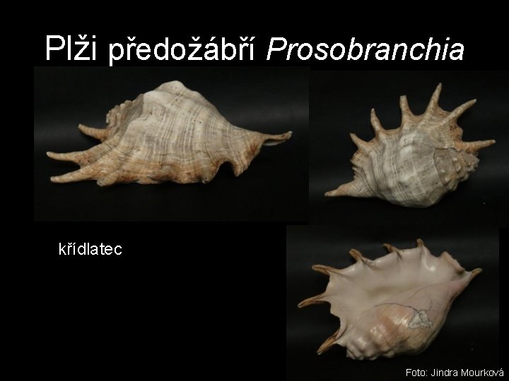 Plži předožábří Prosobranchia křídlatec Foto: Jindra Mourková Plži předožábří Prosobranchia křídlatec Foto: Jindra Mourková