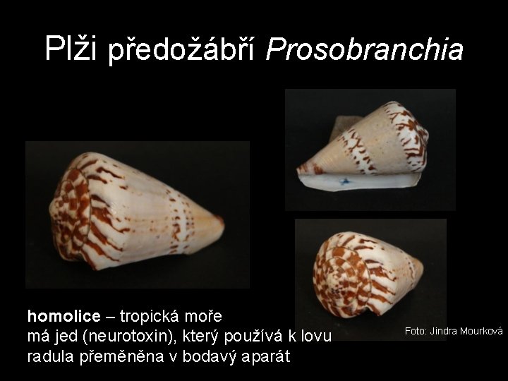 Plži předožábří Prosobranchia homolice – tropická moře má jed (neurotoxin), který používá k lovu Plži předožábří Prosobranchia homolice – tropická moře má jed (neurotoxin), který používá k lovu