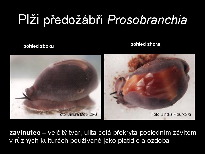 Plži předožábří Prosobranchia pohled shora pohled zboku Foto: Jindra Mourková zavinutec – vejčitý tvar, Plži předožábří Prosobranchia pohled shora pohled zboku Foto: Jindra Mourková zavinutec – vejčitý tvar,