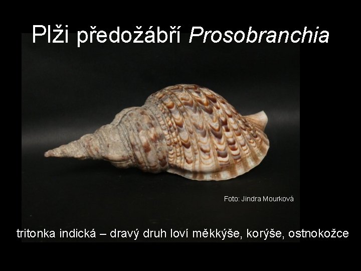 Plži předožábří Prosobranchia Foto: Jindra Mourková tritonka indická – dravý druh loví měkkýše, korýše, Plži předožábří Prosobranchia Foto: Jindra Mourková tritonka indická – dravý druh loví měkkýše, korýše,