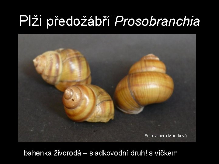 Plži předožábří Prosobranchia Foto: Jindra Mourková bahenka živorodá – sladkovodní druh! s víčkem Plži předožábří Prosobranchia Foto: Jindra Mourková bahenka živorodá – sladkovodní druh! s víčkem