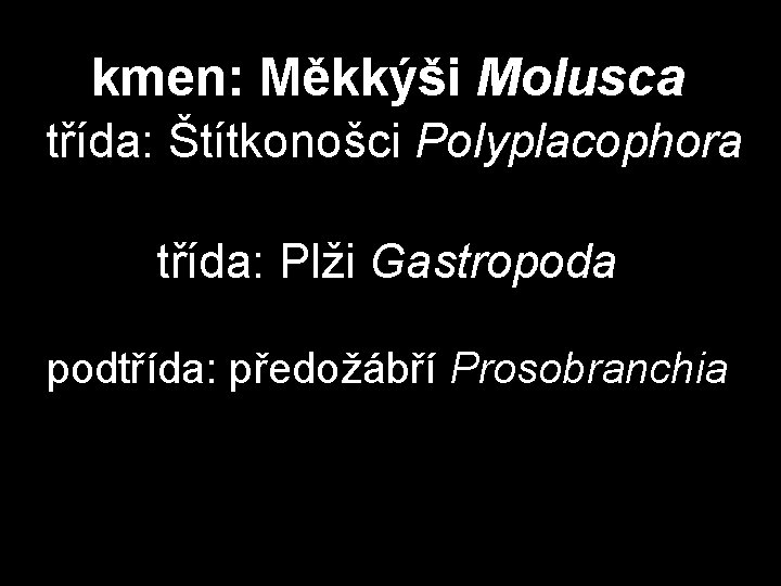 kmen: Měkkýši Molusca třída: Štítkonošci Polyplacophora třída: Plži Gastropoda podtřída: předožábří Prosobranchia kmen: Měkkýši Molusca třída: Štítkonošci Polyplacophora třída: Plži Gastropoda podtřída: předožábří Prosobranchia