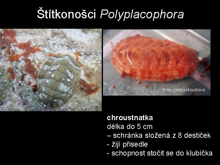Štítkonošci Polyplacophora Foto: Jindra Mourková chroustnatka délka do 5 cm – schránka složená z Štítkonošci Polyplacophora Foto: Jindra Mourková chroustnatka délka do 5 cm – schránka složená z