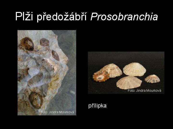 Plži předožábří Prosobranchia Foto: Jindra Mourková přílipka Foto: Jindra Mourková Plži předožábří Prosobranchia Foto: Jindra Mourková přílipka Foto: Jindra Mourková