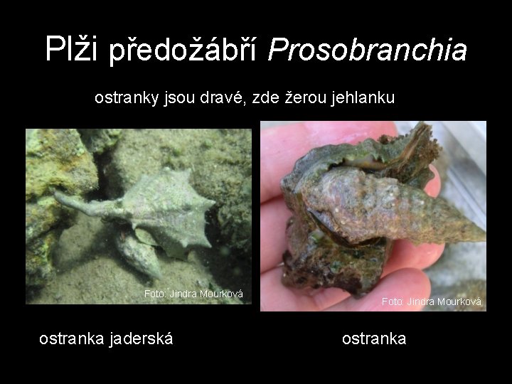 Plži předožábří Prosobranchia ostranky jsou dravé, zde žerou jehlanku Foto: Jindra Mourková ostranka jaderská Plži předožábří Prosobranchia ostranky jsou dravé, zde žerou jehlanku Foto: Jindra Mourková ostranka jaderská