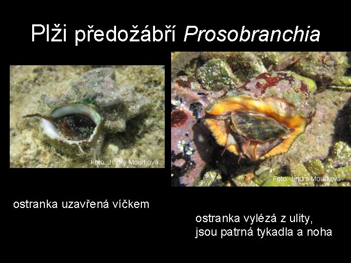 Plži předožábří Prosobranchia Foto: Jindra Mourková ostranka uzavřená víčkem ostranka vylézá z ulity, jsou Plži předožábří Prosobranchia Foto: Jindra Mourková ostranka uzavřená víčkem ostranka vylézá z ulity, jsou