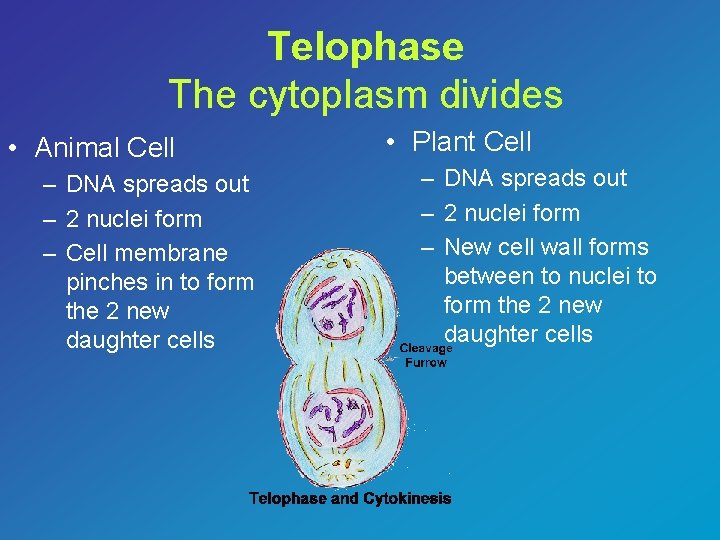 Telophase The cytoplasm divides • Animal Cell – DNA spreads out – 2 nuclei