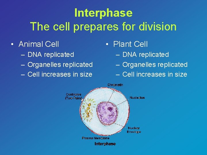 Interphase The cell prepares for division • Animal Cell – DNA replicated – Organelles