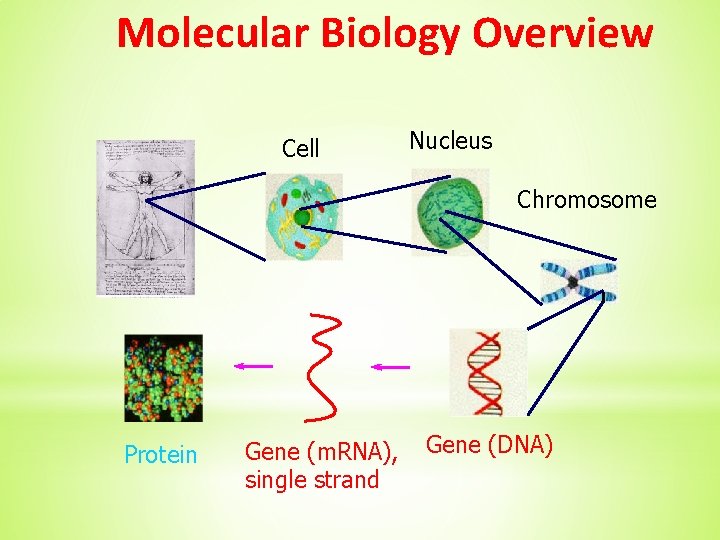 Molecular Biology Overview Cell Nucleus Chromosome Protein Gene (m. RNA), single strand Gene (DNA)