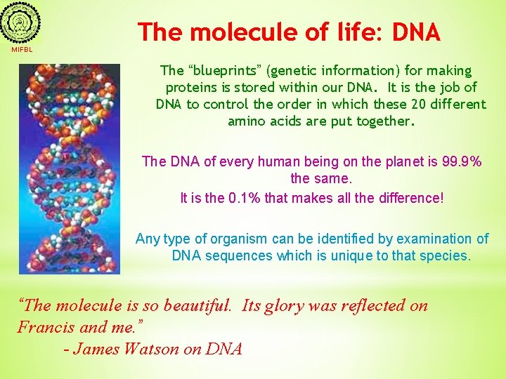 MIFBL The molecule of life: DNA The “blueprints” (genetic information) for making proteins is