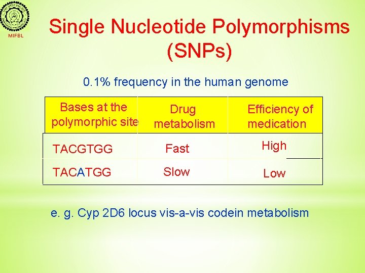 MIFBL Single Nucleotide Polymorphisms (SNPs) 0. 1% frequency in the human genome Bases at