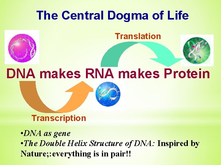 The Central Dogma of Life Translation DNA makes RNA makes Protein Transcription • DNA