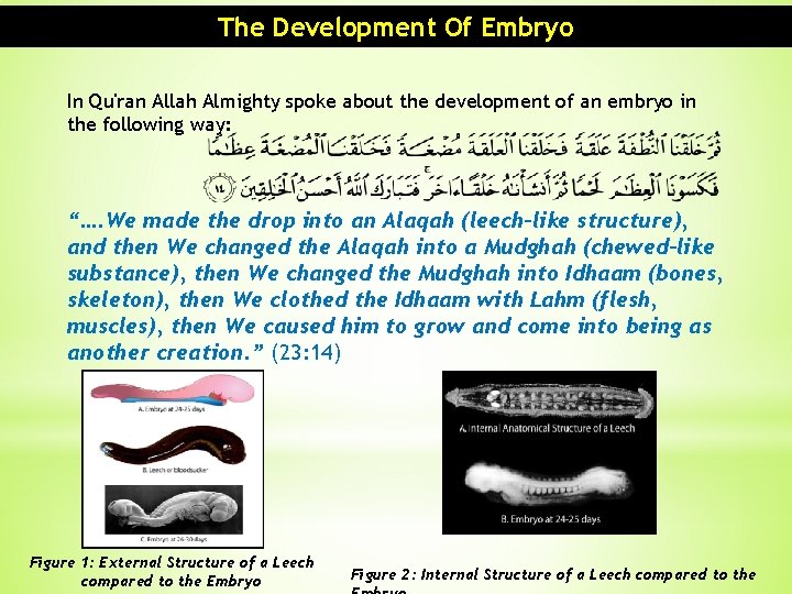 The Development Of Embryo In Qu'ran Allah Almighty spoke about the development of an