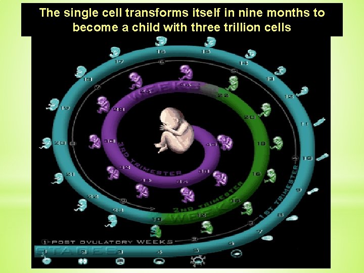 The single cell transforms itself in nine months to become a child with three