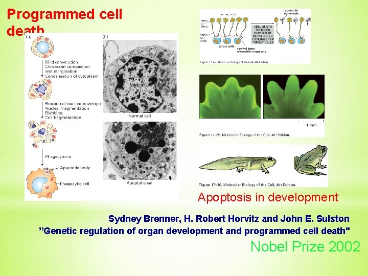 Programmed cell death Apoptosis in development Sydney Brenner, H. Robert Horvitz and John E.