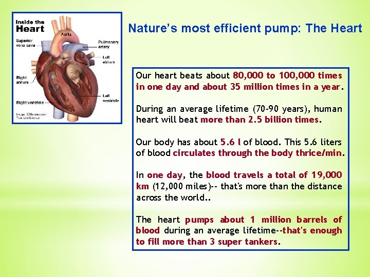 Nature’s most efficient pump: The Heart Our heart beats about 80, 000 to 100,