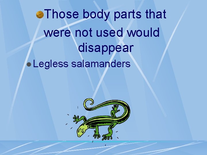 Those body parts that were not used would disappear l Legless salamanders 
