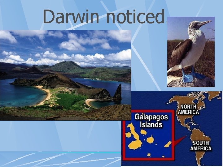 Darwin noticed… 