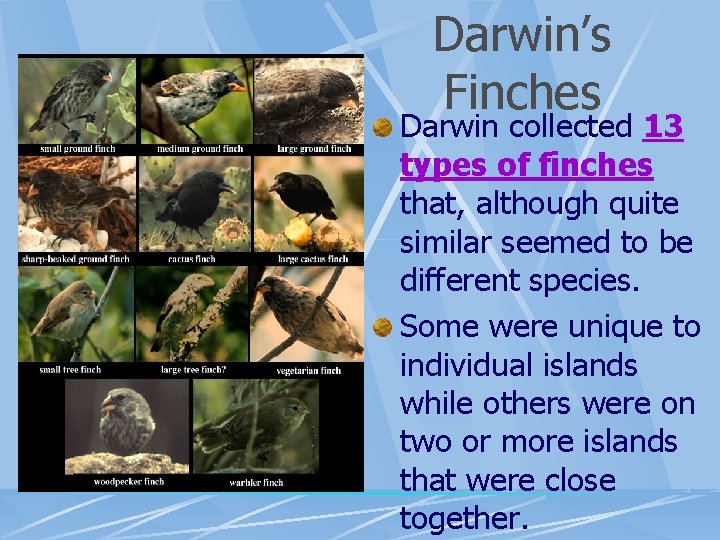 Darwin’s Finches Darwin collected 13 types of finches that, although quite similar seemed to