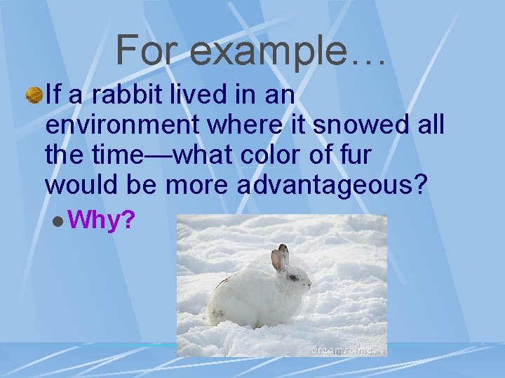 For example… If a rabbit lived in an environment where it snowed all the