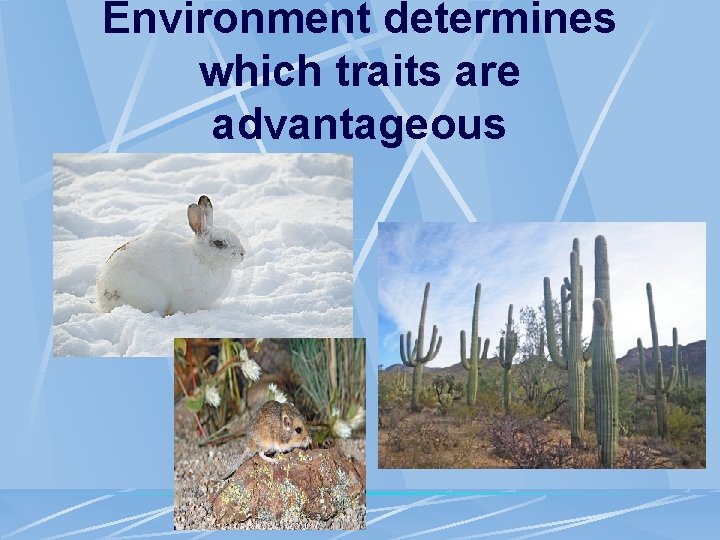 Environment determines which traits are advantageous 