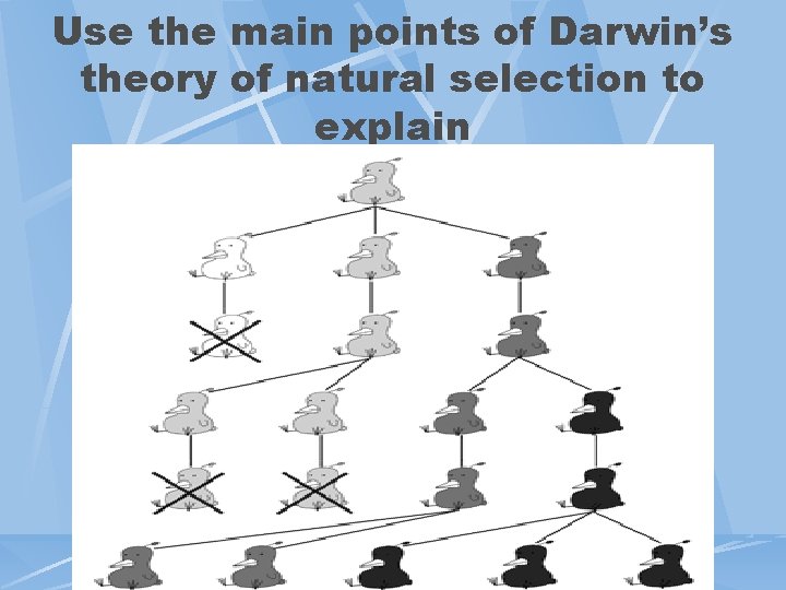 Use the main points of Darwin’s theory of natural selection to explain 