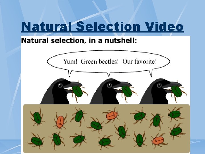 Natural Selection Video 