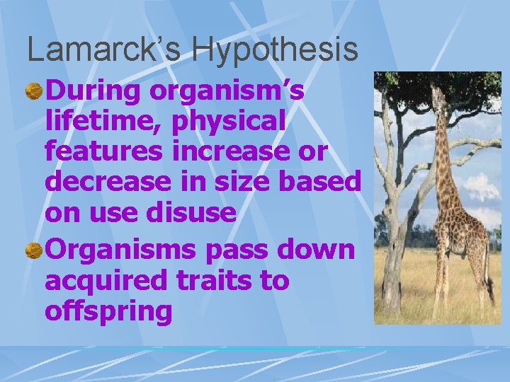 Lamarck’s Hypothesis During organism’s lifetime, physical features increase or decrease in size based on