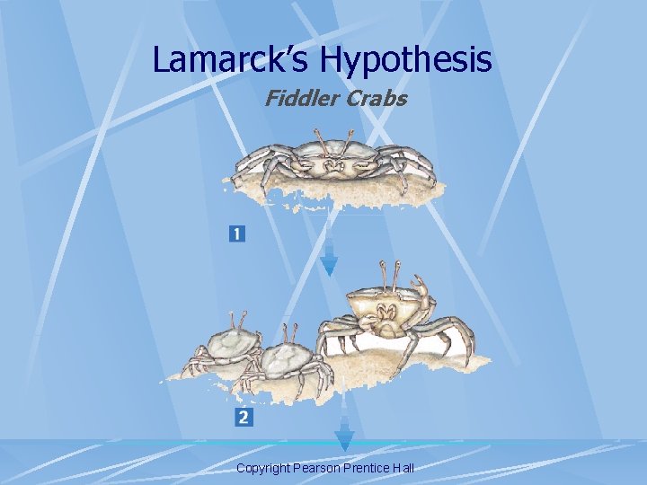 Lamarck’s Hypothesis Fiddler Crabs Copyright Pearson Prentice Hall 