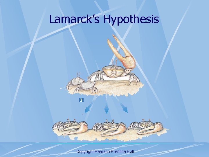 Lamarck’s Hypothesis Copyright Pearson Prentice Hall 