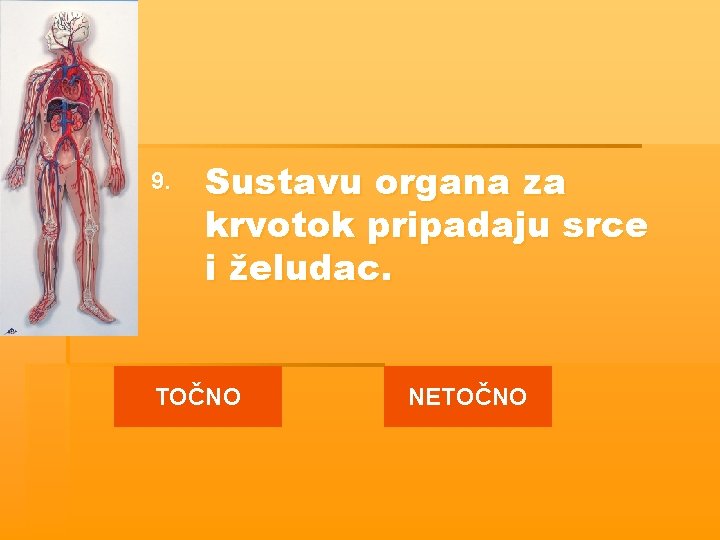 9. Sustavu organa za krvotok pripadaju srce i želudac. TOČNO NETOČNO 