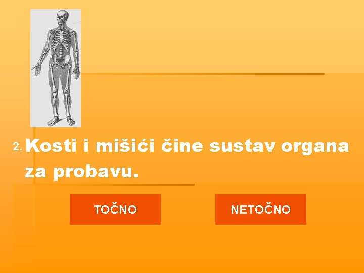 2. Kosti i mišići čine sustav organa za probavu. TOČNO NETOČNO 