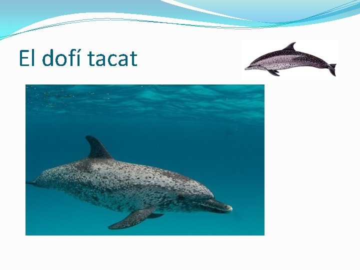 El dofí tacat 