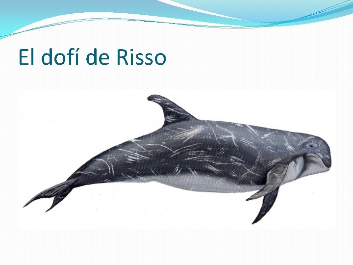 El dofí de Risso 