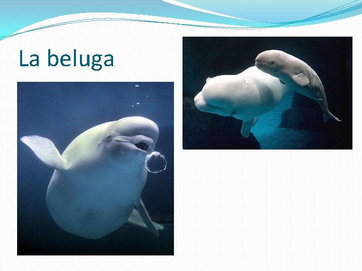 La beluga 