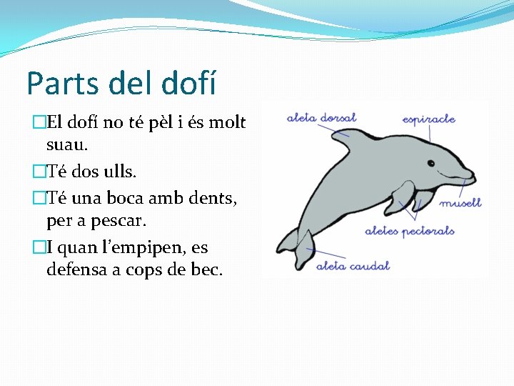 Parts del dofí �El dofí no té pèl i és molt suau. �Té dos