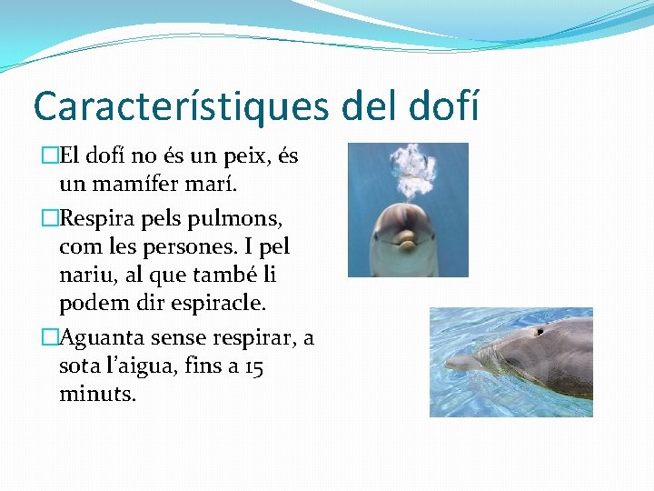 Característiques del dofí �El dofí no és un peix, és un mamífer marí. �Respira