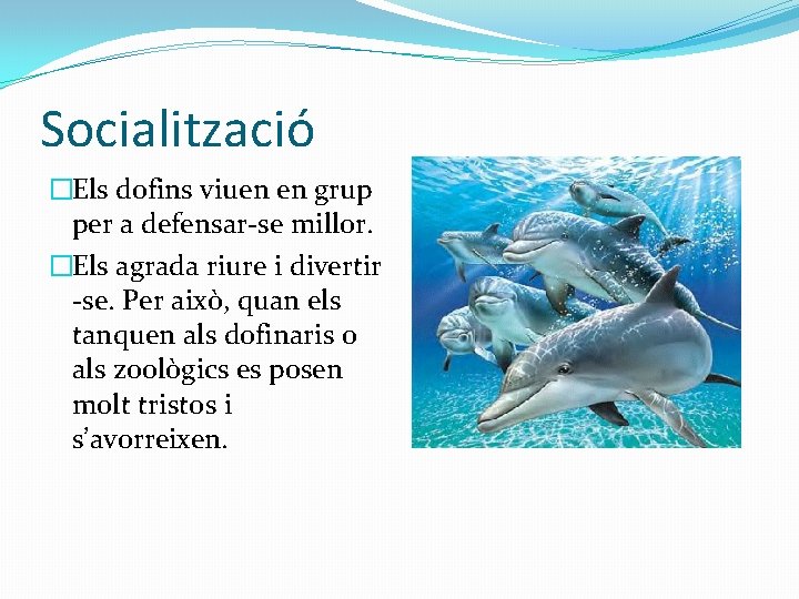 Socialització �Els dofins viuen en grup per a defensar-se millor. �Els agrada riure i