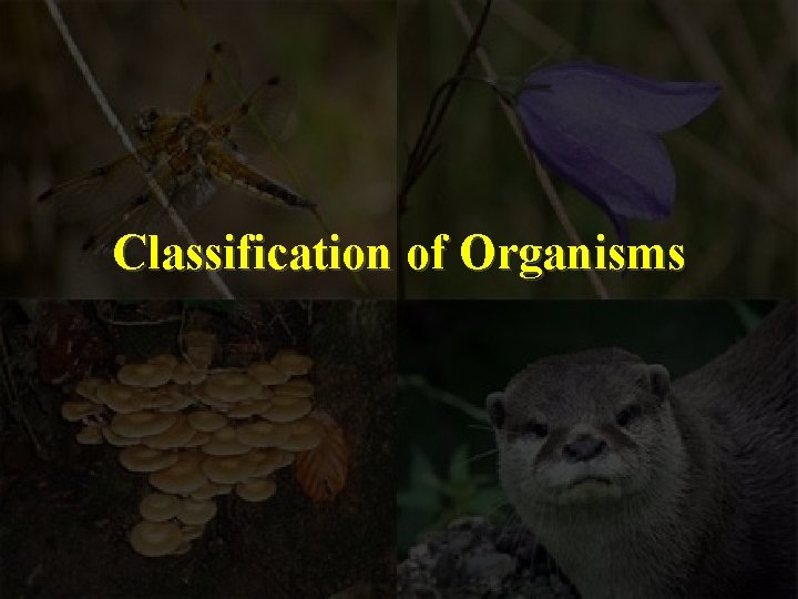 Classification of Organisms 