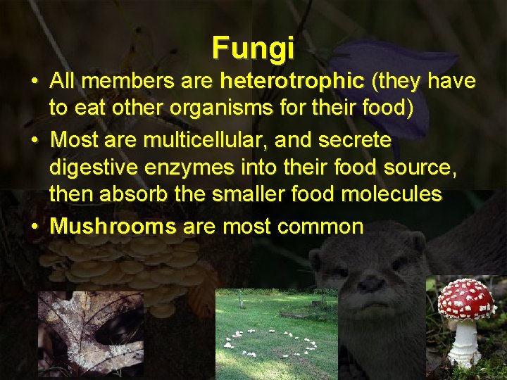 Fungi • All members are heterotrophic (they have to eat other organisms for their