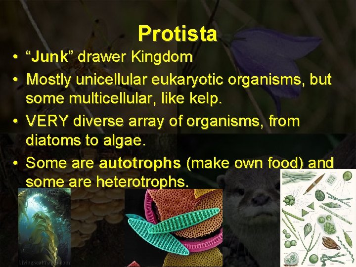 Protista • “Junk” drawer Kingdom • Mostly unicellular eukaryotic organisms, but some multicellular, like