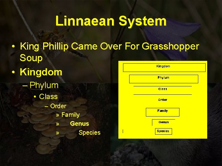 Linnaean System • King Phillip Came Over For Grasshopper Soup • Kingdom – Phylum