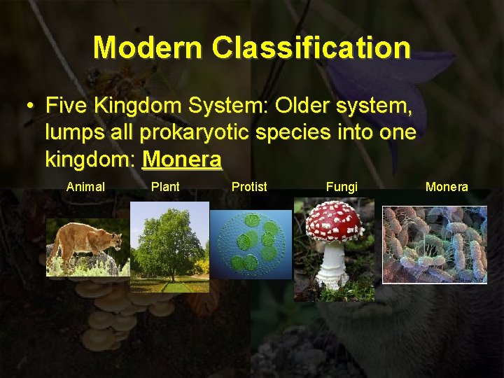 Modern Classification • Five Kingdom System: Older system, lumps all prokaryotic species into one