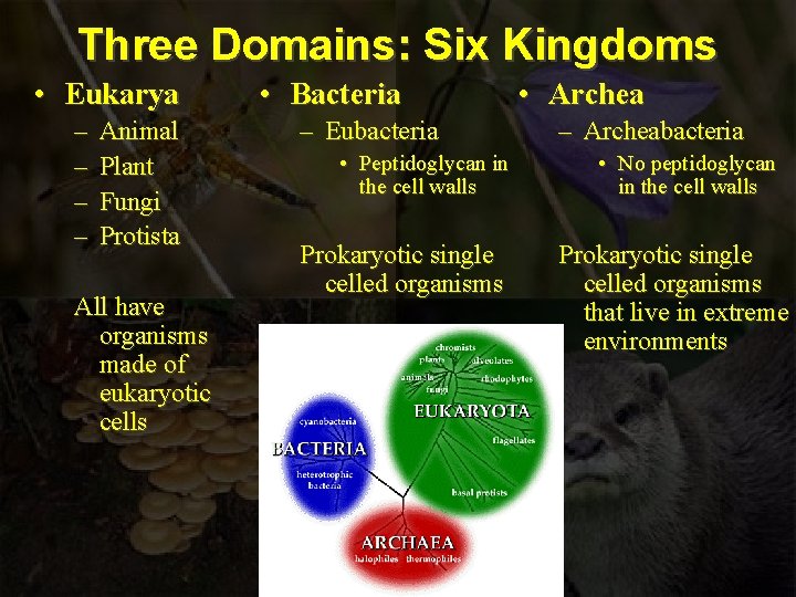 Three Domains: Six Kingdoms • Eukarya – – Animal Plant Fungi Protista All have