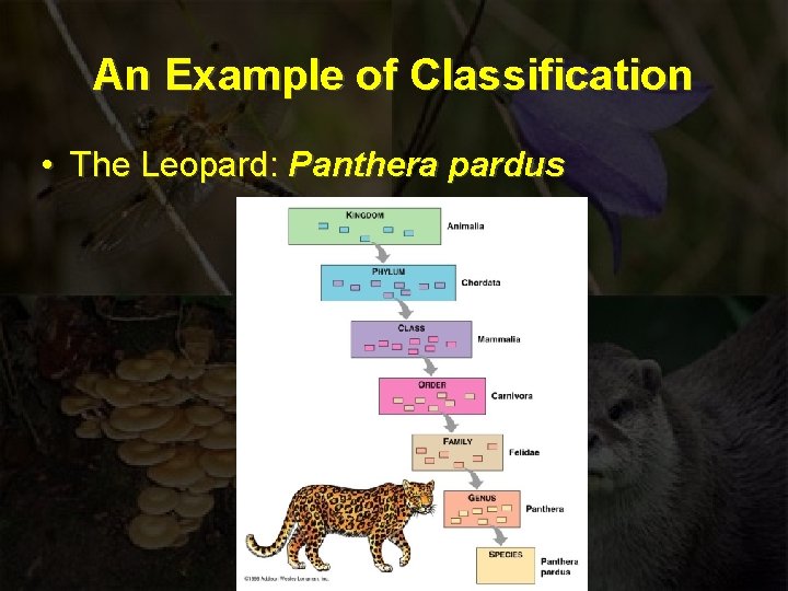 An Example of Classification • The Leopard: Panthera pardus 