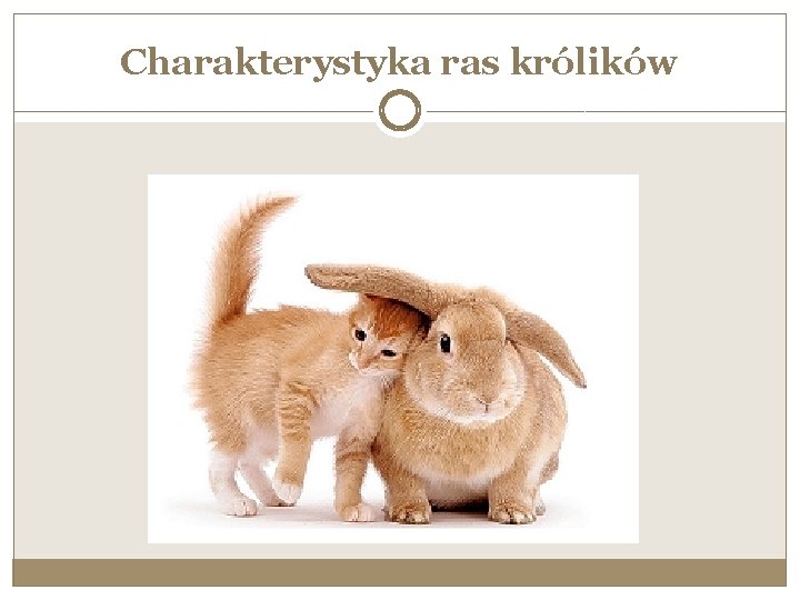 Charakterystyka ras królików 